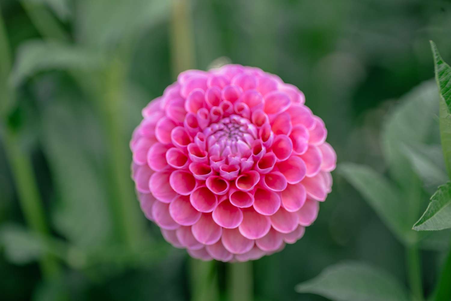 Dahlie 'Jowey Frambo'